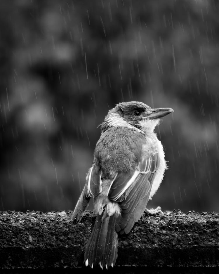 Grayscale Photo Of Bird In The Rain