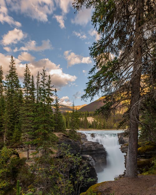 Green Pine Trees Near Waterfall