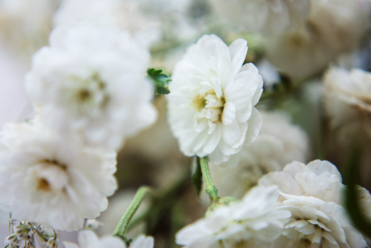 A close-up view of delicate white flowers in full bloom, showcasing their elegant petals.