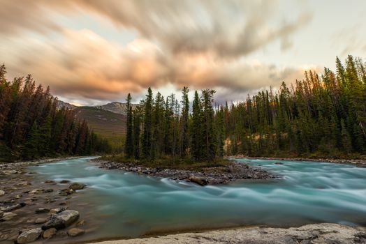 Green Pine Trees Surrounded by Flowing Water