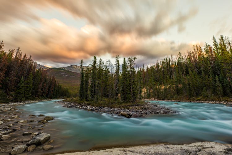 Green Pine Trees Surrounded By Flowing Water