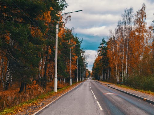 Road Between Green and Orange Trees 