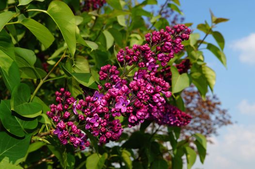 Pink Petaled Flower