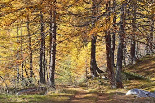 Foto d'estoc gratuïta de a l'aire lliure, arbres, baguls