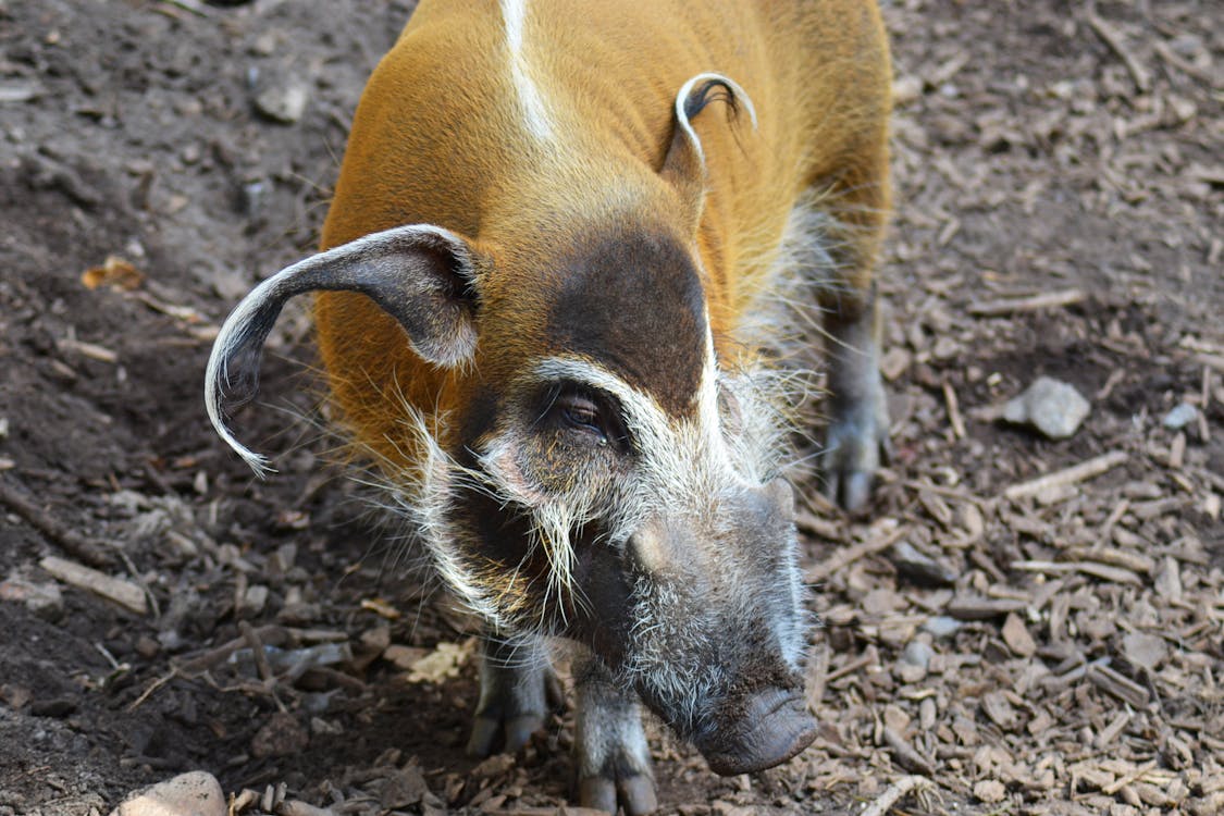 Brown and Black Warthog