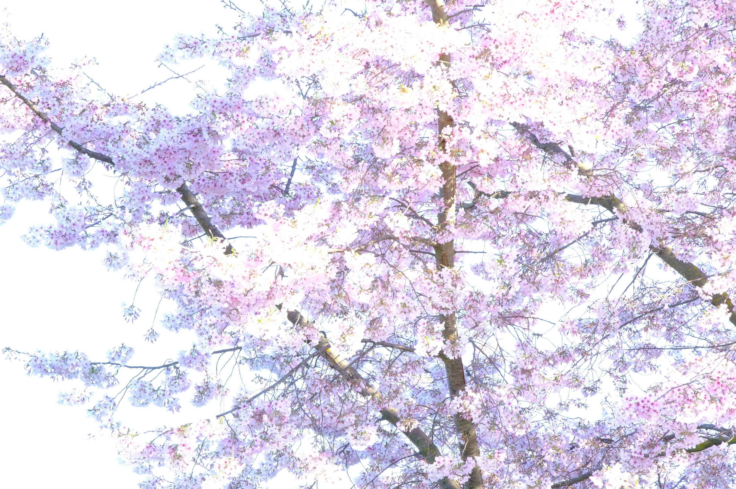 ज़ीरो बैलेंस vs. मिनिमम बैलेंस अकाउंट: आपके लिए कौन सा बेहतर है?