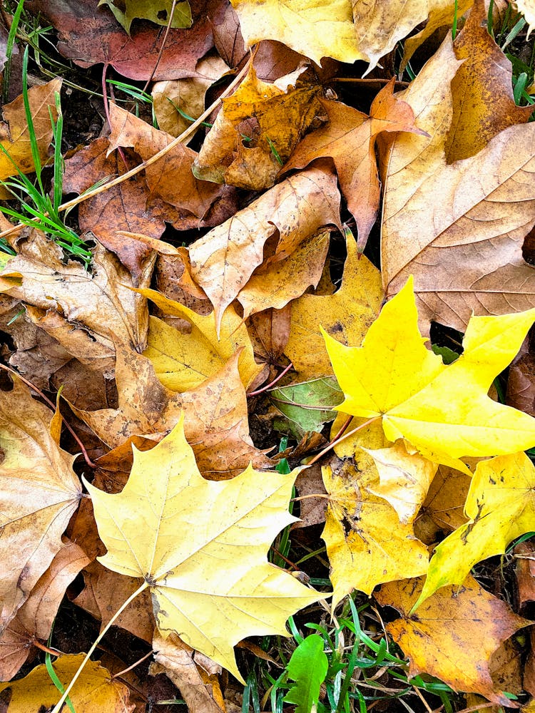 Fallen Maple Leaves On Ground