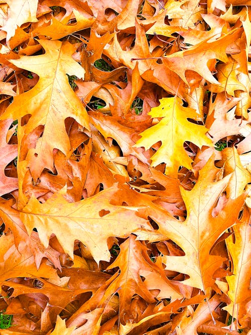 Free Oak Leaves on Ground Stock Photo
