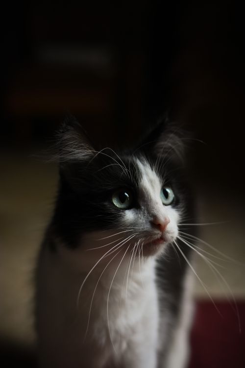 Free A beautiful black and white cat with green eyes looking attentively in low light. Stock Photo
