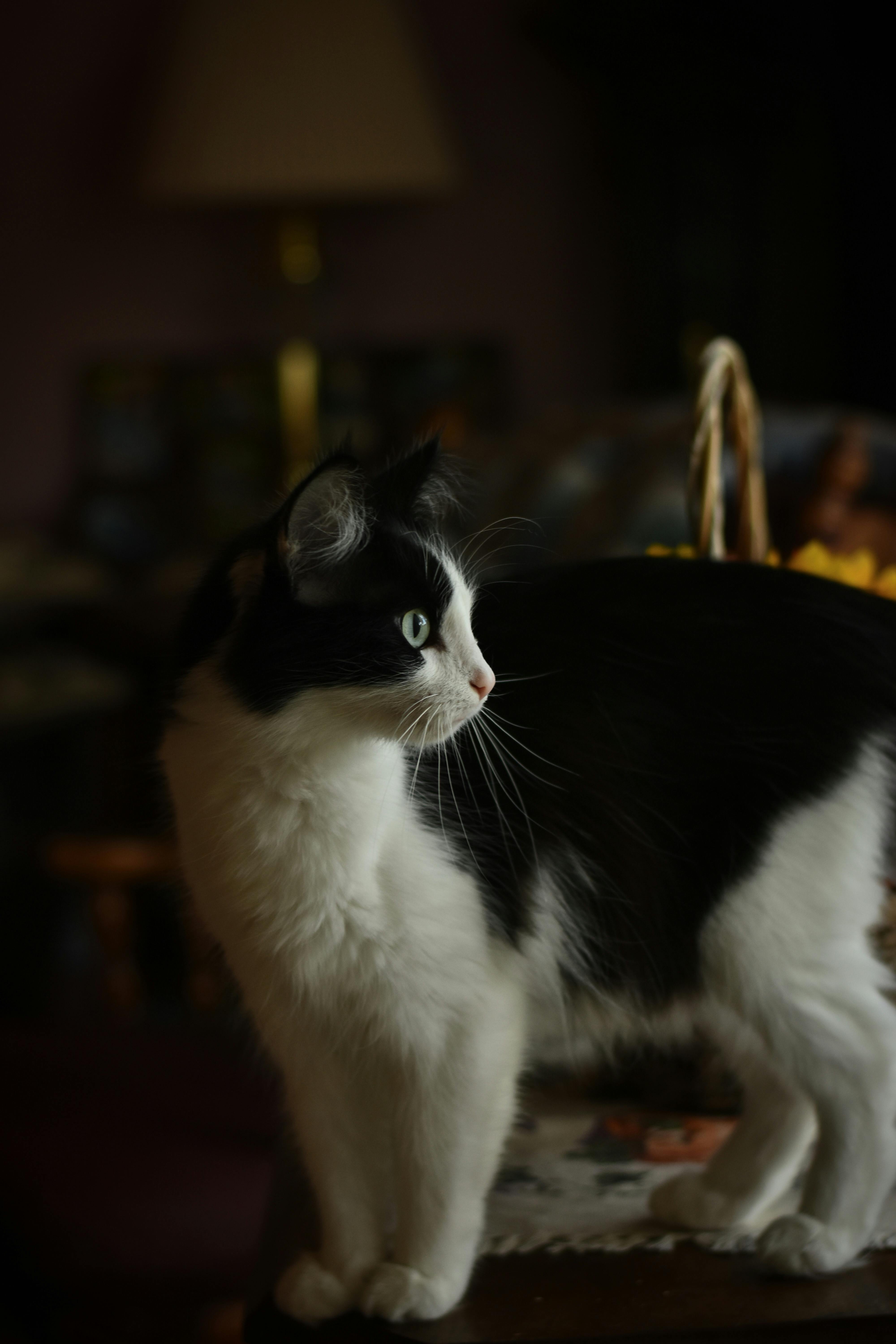 Adorable black and white kitten standing indoors, softly lit and looking curious.