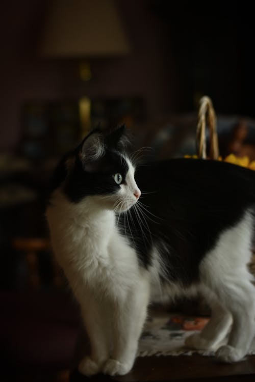 Profile of Black and White Cat 
