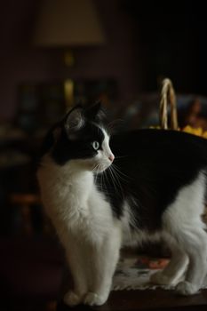 室内灯光柔和，一只可爱的黑白小猫站在那里，看起来很好奇