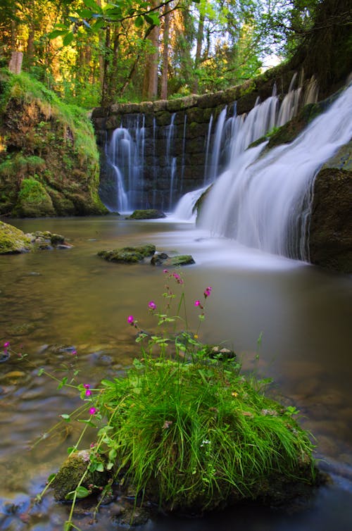 Green Flowering Plant Near Waterfalls