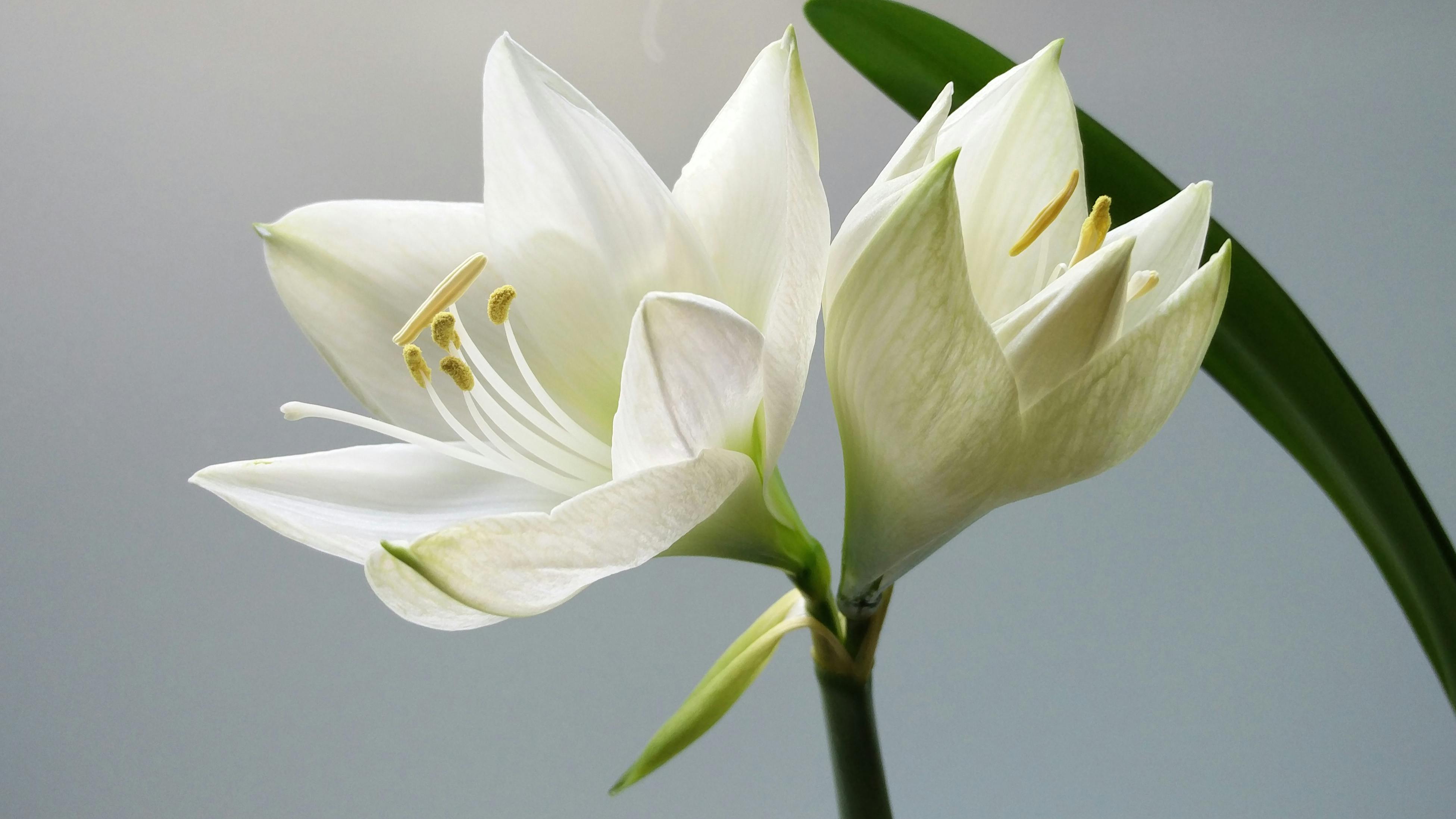 Fotografía En Primer Plano De Flores Blancas De Amarilis · Foto de stock  gratuita