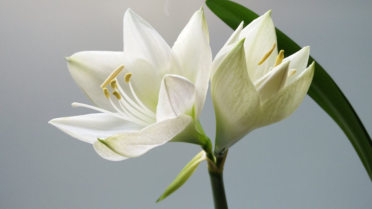 白いアマリリスの花のクローズアップ写真