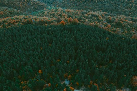 A stunning aerial view of a dense forest canopy displaying vibrant autumn colors.