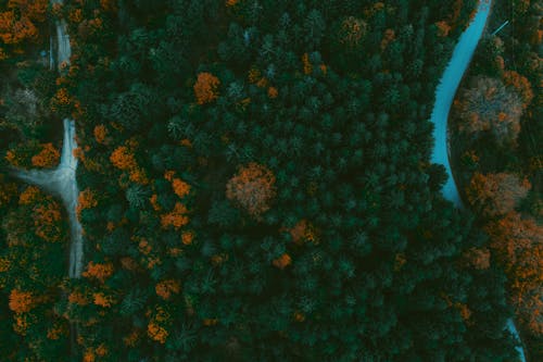 Foto profissional grátis de aerofotografia, árvores, declínio