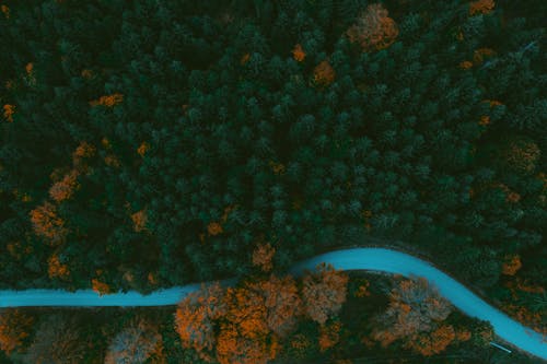 Free A Road in the Forest Stock Photo