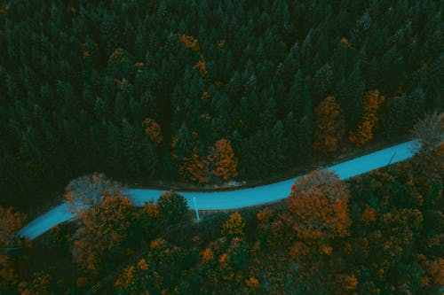 A Road in the Woods
