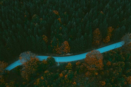 Imagine de stoc gratuită din arbori, cădere, codru