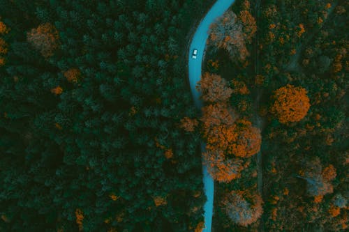 A Car on the Road in the Woods