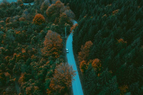 Free A Car on the Road Surrounded by Trees Stock Photo