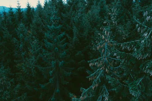 A lush aerial view of dense evergreen forest showcasing nature's beauty and tranquility.