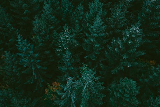 Captivating aerial photo of lush evergreen trees with a moody green tone.