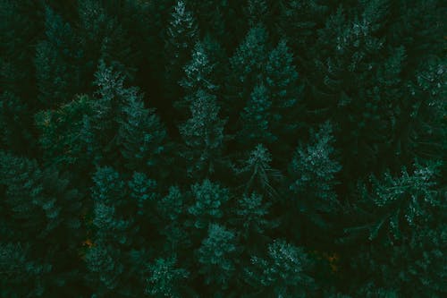 Green Coniferous Trees of the Forest
