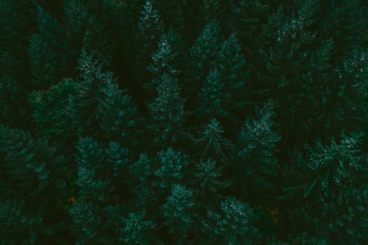 Stunning aerial shot capturing the dense coniferous forest canopy from above.