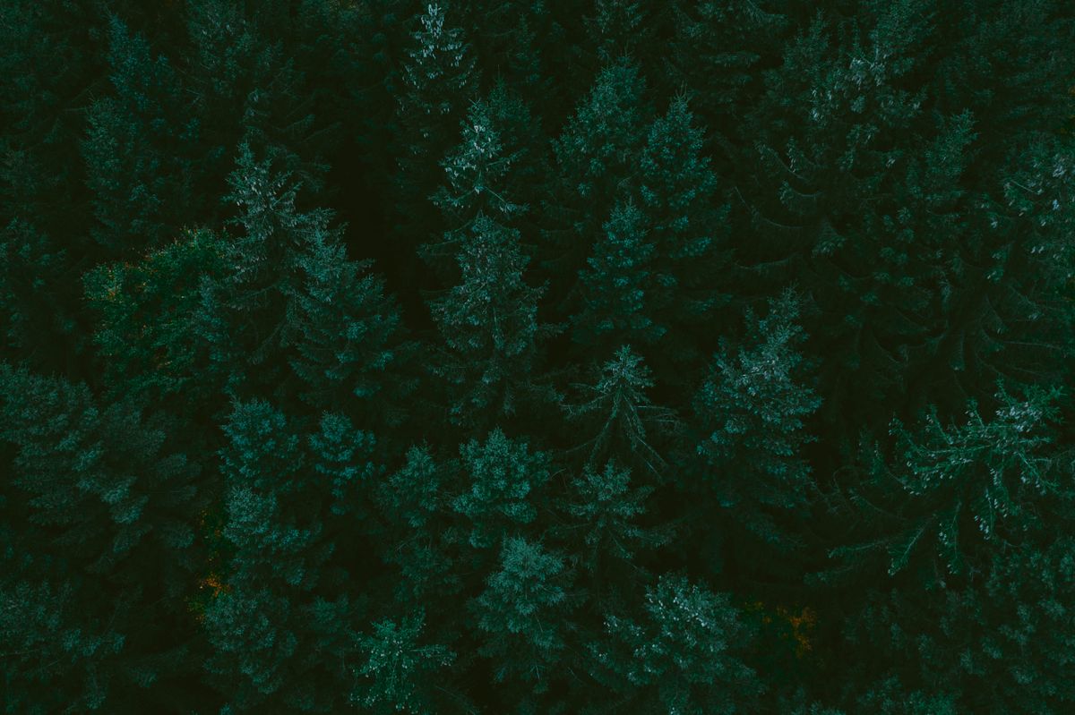 Aerial view of a green forest canopy