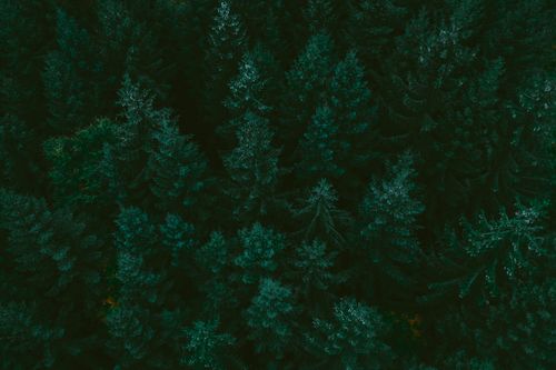 Free Stunning aerial shot capturing the dense coniferous forest canopy from above. Stock Photo