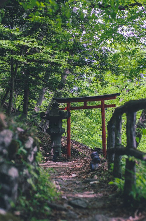 Torii Gate in a Forest 