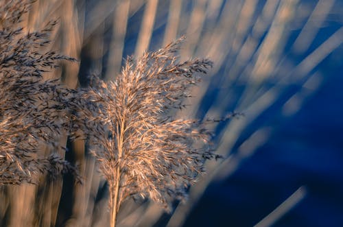 Free stock photo of nature, silver grass