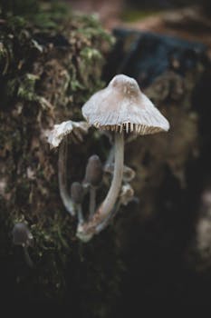 Vertical shot of mushrooms and moss on a forest floor, capturing natural wilderness.
