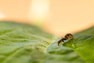 Black and Brown Ant on Green Leaf