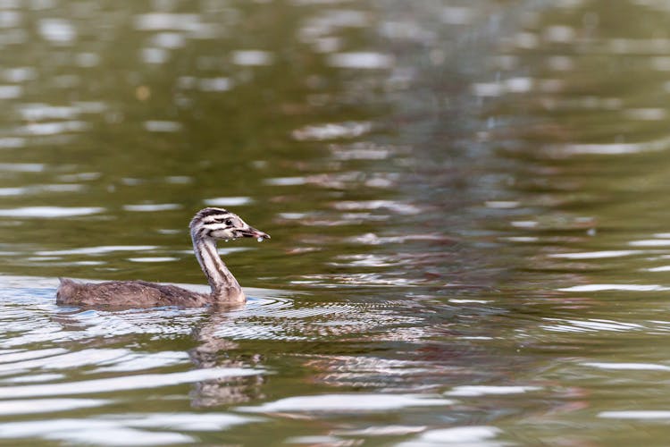 A Duckling Floating On The Water Surface