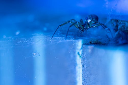 A False Widow Preying on a Trapped Moth