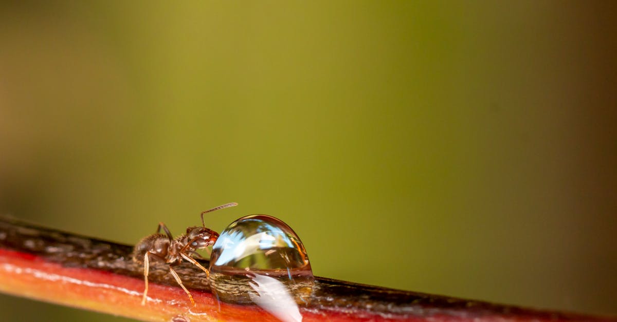 An Ant Drinking on a Water Droplet