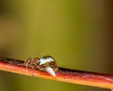 Brown and Black Insect on Brown Stick