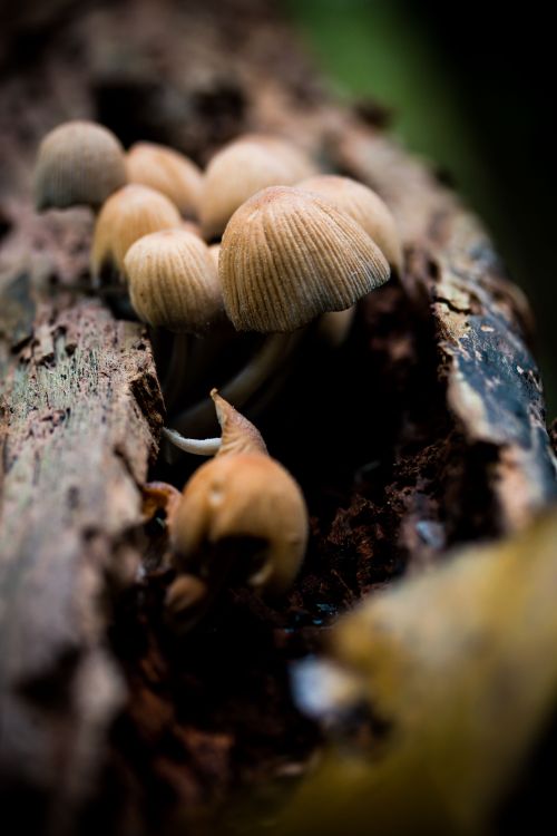 Free Detailed close-up of mushrooms growing on decaying wood, captured with earthy tones. Stock Photo
