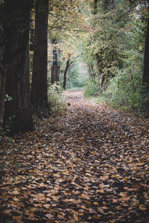 Free Serene autumn forest trail covered in leaves in Rotterdam. Perfect for nature themes. Stock Photo