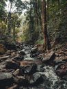 Rocky River in the Woods