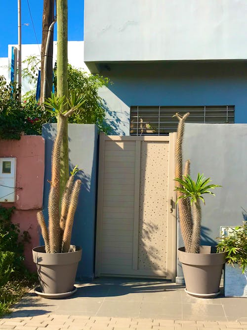 A Gate Between Potted Plants