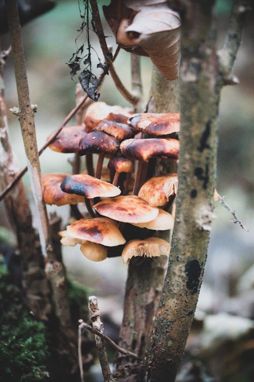 Free Mushrooms Growing on a Branch Stock Photo