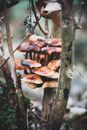Brown Mushrooms on Tree Branch