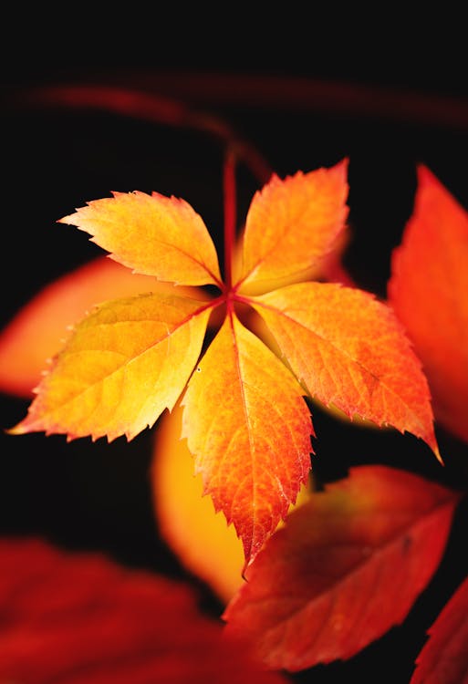 A Virginia Creeper with Fall Colors · Free Stock Photo