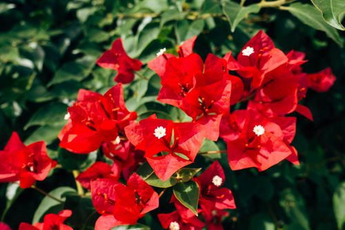 Free Bright red bougainvillea flowers thriving outdoors with lush green leaves. Stock Photo