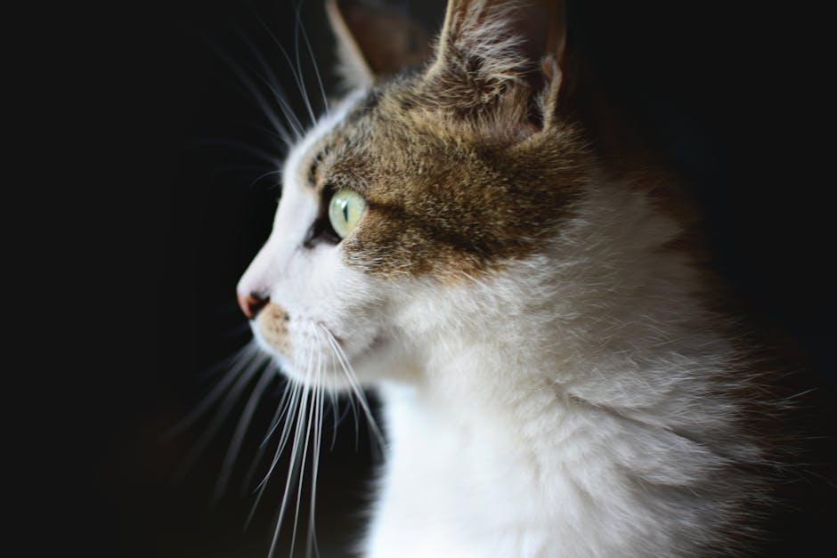 A close-up of a domestic cat with a focus on its whiskers and green eyes.