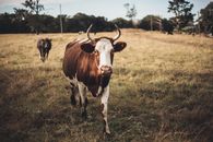 A Brown and White Cow in a Grassy Field